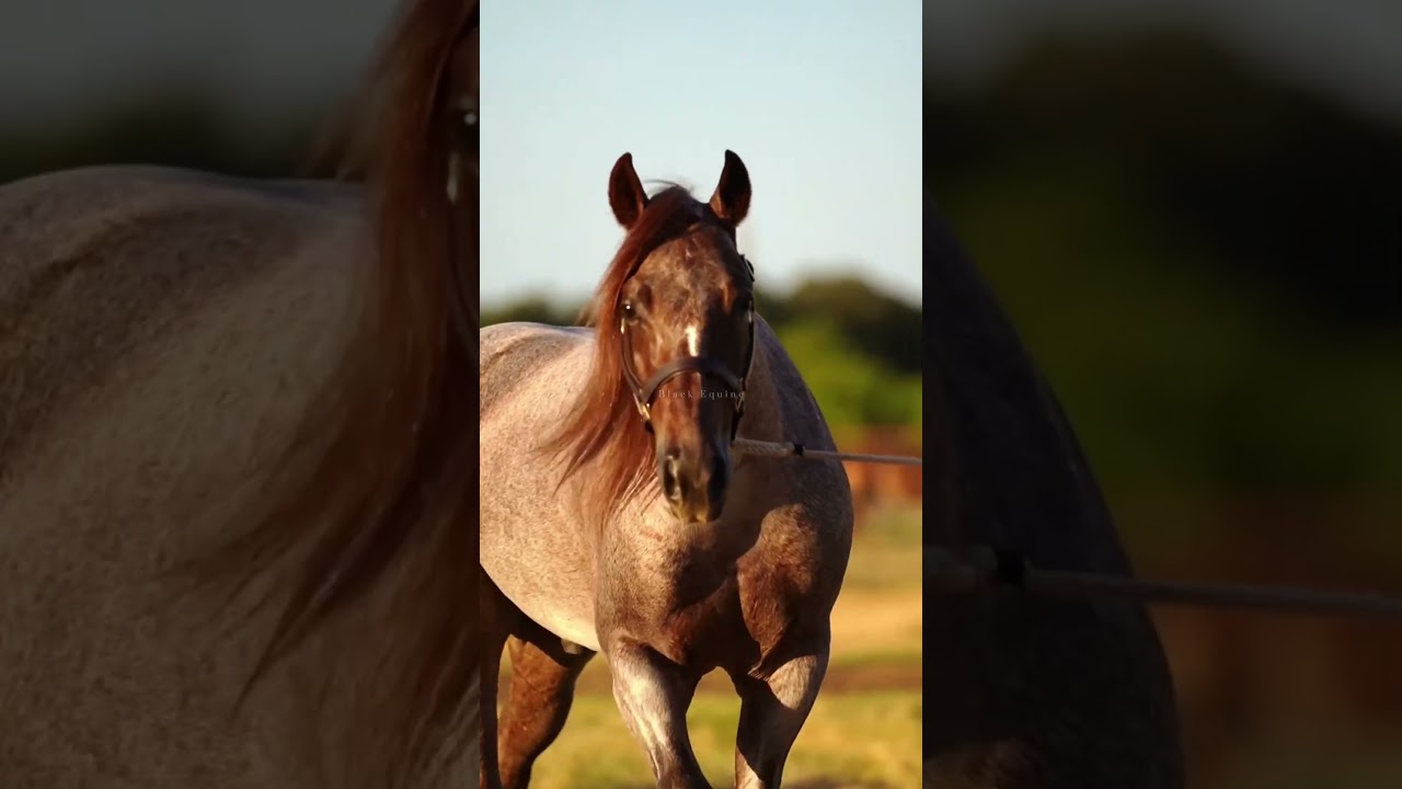 Blue Roans vs Red Roans: who won? 💙❤️ 