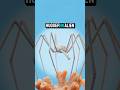 Sea Spider's Horrifying Feeding Method #ocean #predator #scary