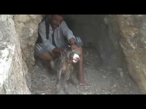 واخيرا مصطفى الشرعبي يلقي القبض علا الضبع الذي شغل القريه ولااغنام