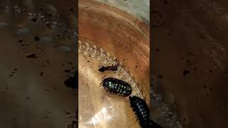 Isopods | Armadillidium Vulgare Morph "Dalmatian" #livingsoil #hugelkultur #lifeislove #2026growth