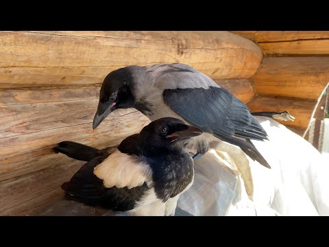 Семейство в сборе!