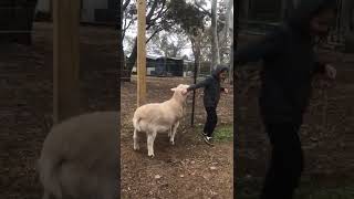 Sheep charges into little girl