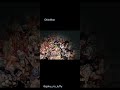 سيبقى الكبير كبير دس لواحد غلط بدراغون بول