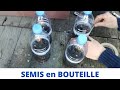 Semis de tomates et courgettes en BOUTEILLE