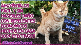 Cómo Ahuyentar Gatos De Tu Jardín, Huerto, Cochera, etc. FÁCIL ECONÓMICO y SIN LASTIMARLOS!!