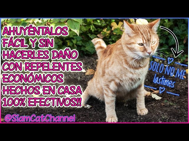 Cómo Ahuyentar Gatos De Tu Jardín, Huerto, Cochera, etc. FÁCIL ECONÓMICO y  SIN LASTIMARLOS!! 