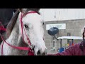 Oaklawn 2018 Stakes Recap Week 3 American Beauty