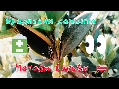 Основные вредители самшита и методы борьбы с ними.