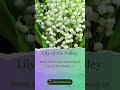 What is the true meaning of Lily of the Valley ?