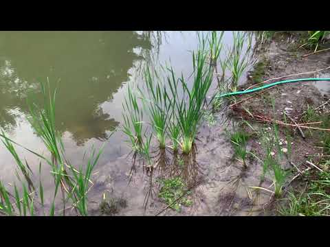 Lawn to Food Forest - Late Summer Full Tour