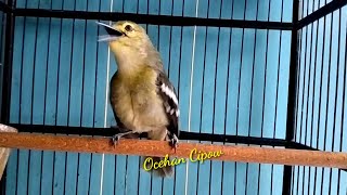 Gacor full variasi sangat cocok untuk masteran sirtu muda dan pancingan sirtu bahan