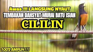 MASTERAN MURAI BATU GACOR BONGKAR ISIAN CILILIN INI COCOK BUAT PANCINGAN MURAI BATU ANDA