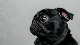 Taking Care of Your Pug s Eyes Common Issues and Solutions