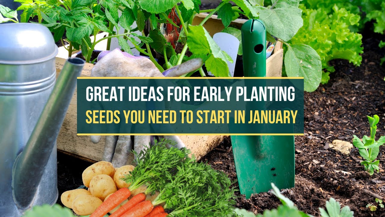 Seeds you need to start in January Great Ideas For Early Planting💡 YouTube