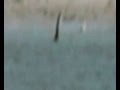 Loch Ness of Alor Island? アロール島のネッシー?謎の生物の正体は?