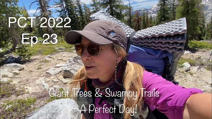 PCT 2022|Ep 23: Day 46, Giant Trees & Swampy Trail...