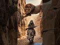 Monkey vs Lion Fight 😱 Who Will Win?#monkeyvslion #lionattack #wildlife #junglefight #animalbattle