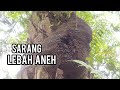 Sarang lebah madu paling unik