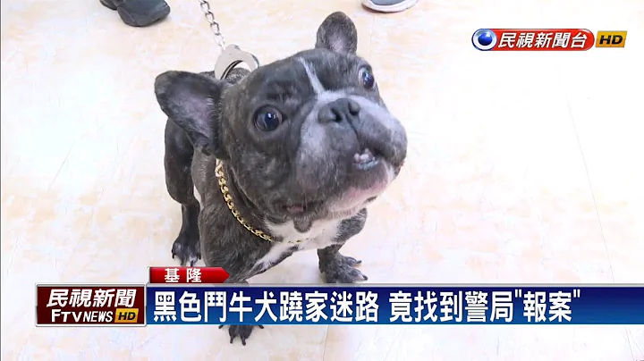 迷路知道找警察? 法国斗牛犬闯警局求回家－民视新闻 - 天天要闻