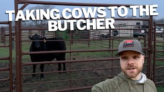 Taking Steer to the Butcher