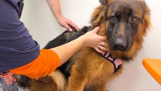 German Shepherd Puppy is Scared of Visiting the Vet