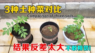 Comparison of vegetable planting effects in three different soils