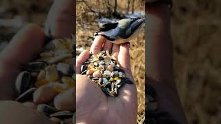 canari qui mange / lart de la nature