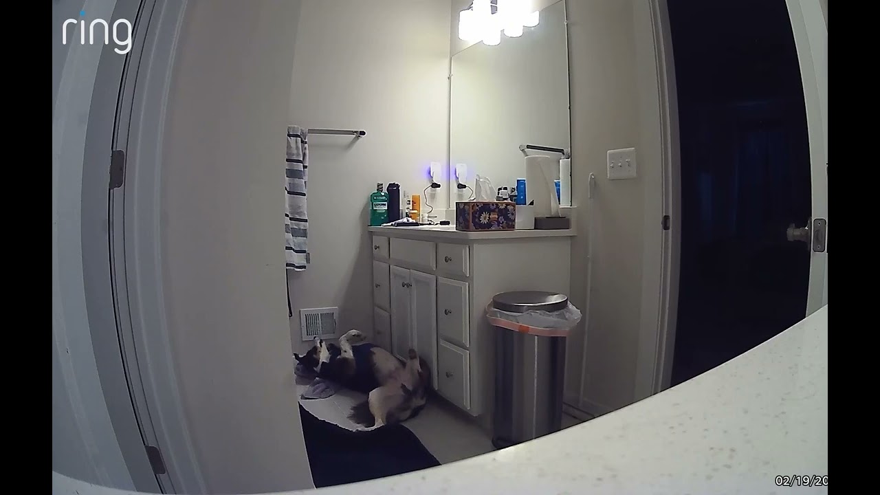 🐕 Bandit Living Up to His Name (Part 1)