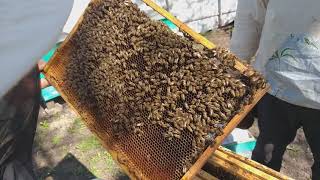 видео: Американский гнилец. Что это такое? И как с этим бороться? картинка: Американский гнилец. Что это такое? И как с этим бороться?