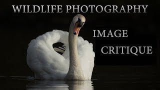 Image Critique | The Alternative Swan Lake