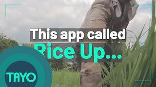 How This Mobile App is Helping Lift Rice Farmers Out of Poverty | TAYO News