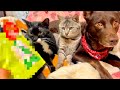 犬猫の健康ばかり考えてきた自分に、まさかの救いの手が。。