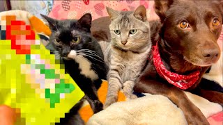犬猫の健康ばかり考えてきた自分に、まさかの救いの手が。。