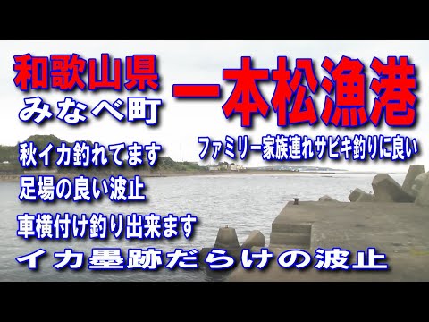 #101和歌山県一本松漁港イカ墨跡だらけの波止和歌山県日高郡みなべ町埴田秋イカ釣れてます紀州釣りに最適規模は小さいですが きれいな漁港車横付け釣り出来ますファミリー家族連れサビキ釣りに良いイカ墨跡多数