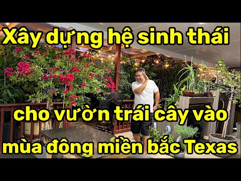 Video: Những cây nào có nguồn gốc từ Bắc Texas?