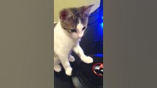 DJ Sofee