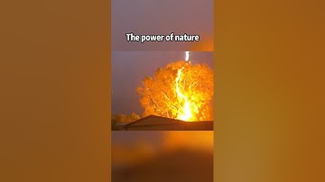 Lightning Strikes the Tree — Nature’s Raw Power Unleashed! #naturepower #TreeDestroyed #newyork