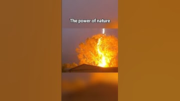 Lightning Strikes the Tree — Nature’s Raw Power Unleashed! #naturepower #TreeDestroyed #newyork