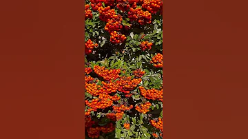 🌱Вечнозеленый кустарник.