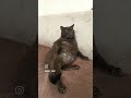 Стиль Утиль 12.5.1