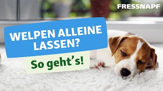 Welpen alleine lassen - ab wann und wie lange?