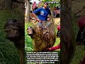 화재에서 극적으로 구조된 인도 물소 치료 현장 #worker #process #buffalo #rescue #treatment