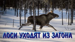 Охота на лося. Лоси которые ушли... Охота на лося. Лоси которые ушли...