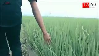 Launis band ( ayah ) V clip asli