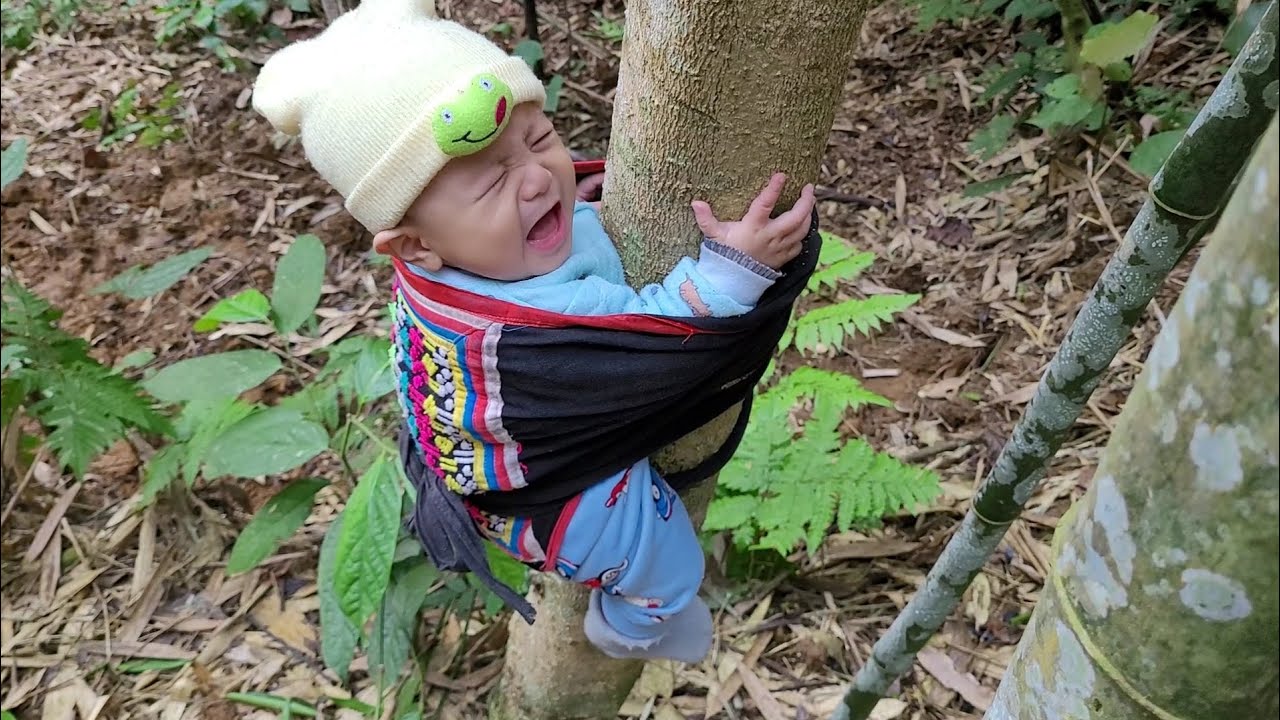 Harvesting bitter bamboo shoots at the beginning of the season