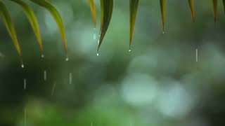 10 Hours Relaxing Sleep Music  Rain Sounds  Relaxing Music, Peaceful Piano Music, Insomnia #rain