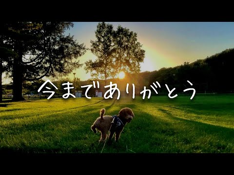 別れのとき 〜人間のせいで心を病んでしまった犬の話⑤〜 保護犬 イチくん