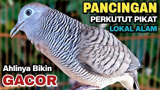 Perkutut Lokal Gacor Suara Besar Pancingan Burung Perkutut Agar Cepat Bunyi