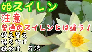 初心者向け！姫スイレン植え替え、株分け、植え付け方法！育て方。　ガーデニング