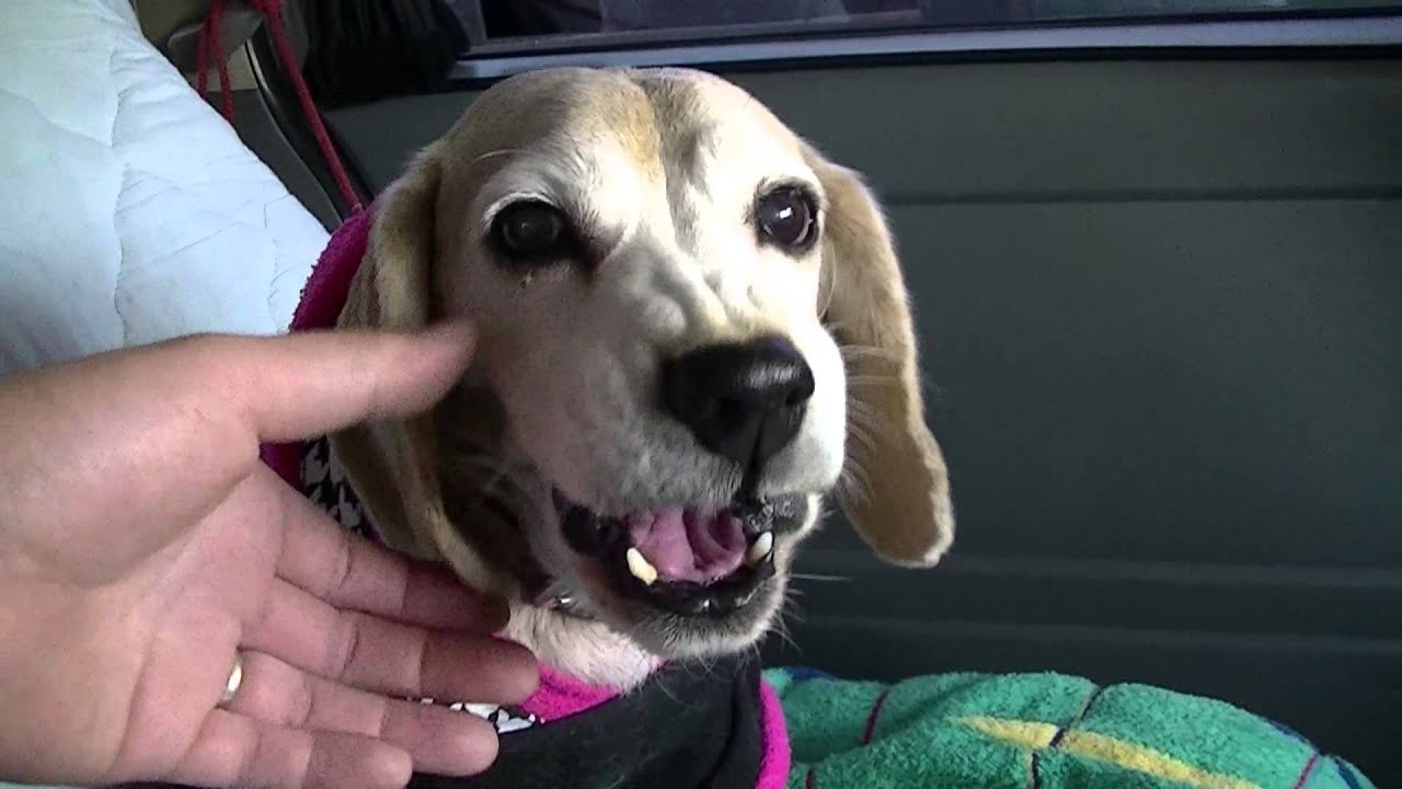 ビーグル犬 クー怒り方 Youtube ビーグル犬 クー怒り方 Youtube